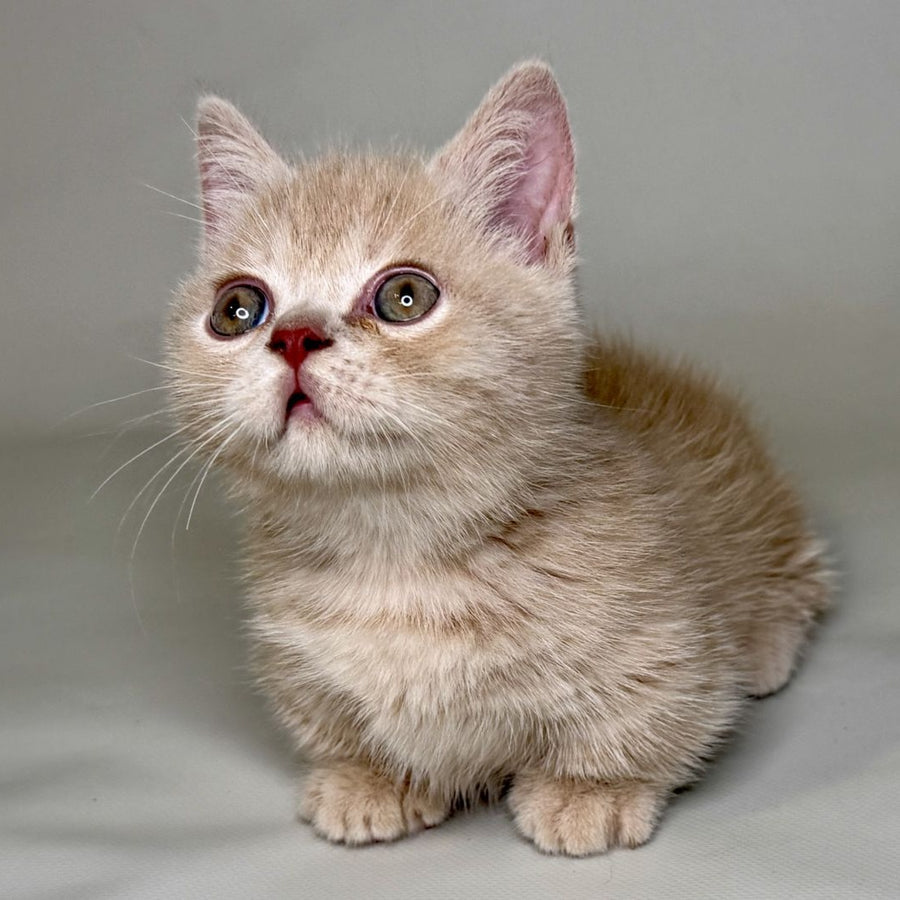 Odie Munchkin male, lilac