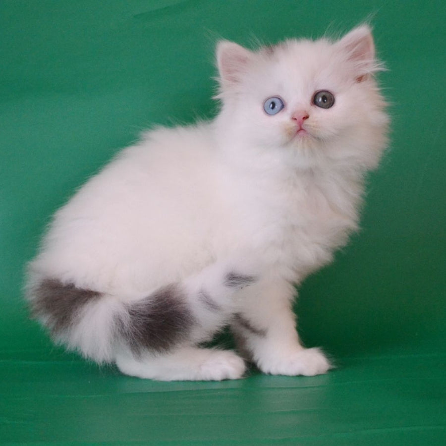 Oscar Scottish Straight male, black silver tabby van