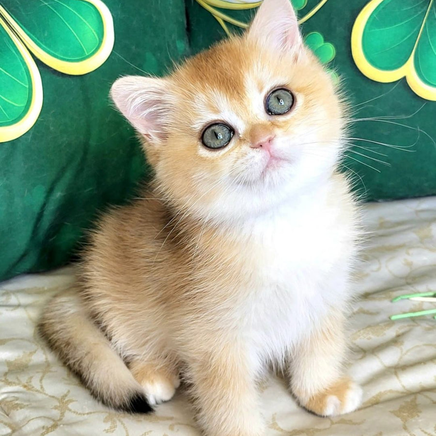Yuna British Shorthair female, black golden chinchilla
