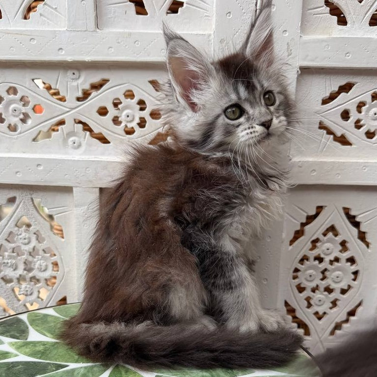 Blossom Maine Coon female, black silver tabby
