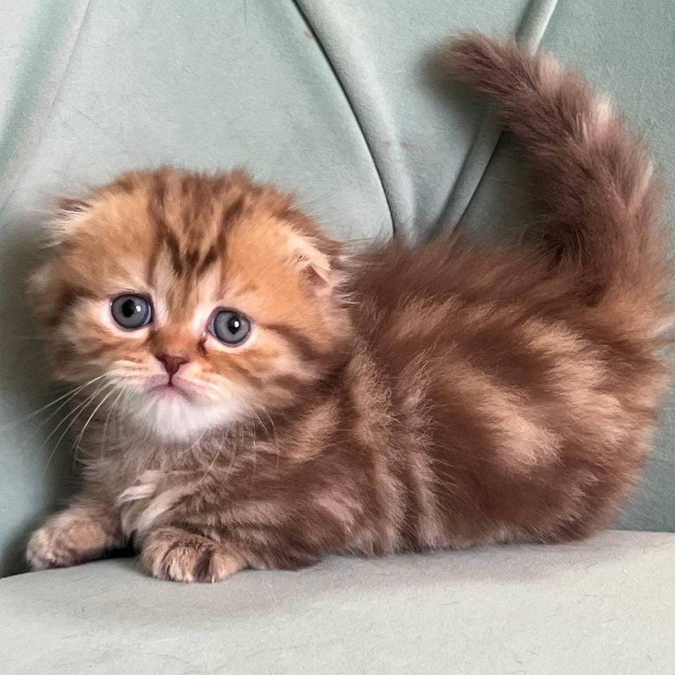 Lika Munchkin female, chocolate tabby