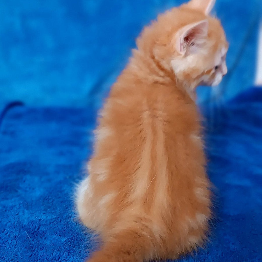Elizabet Siberian female, red tabby with white