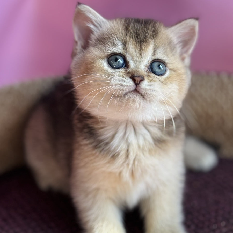 Sisi British Shorthair male, black golden ticked tabby