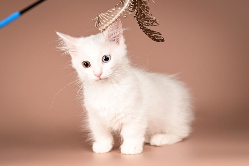 Amina Munchkin female, white