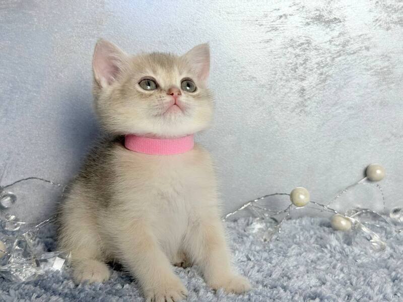 Elmira Scottish Straight female, blue golden shaded