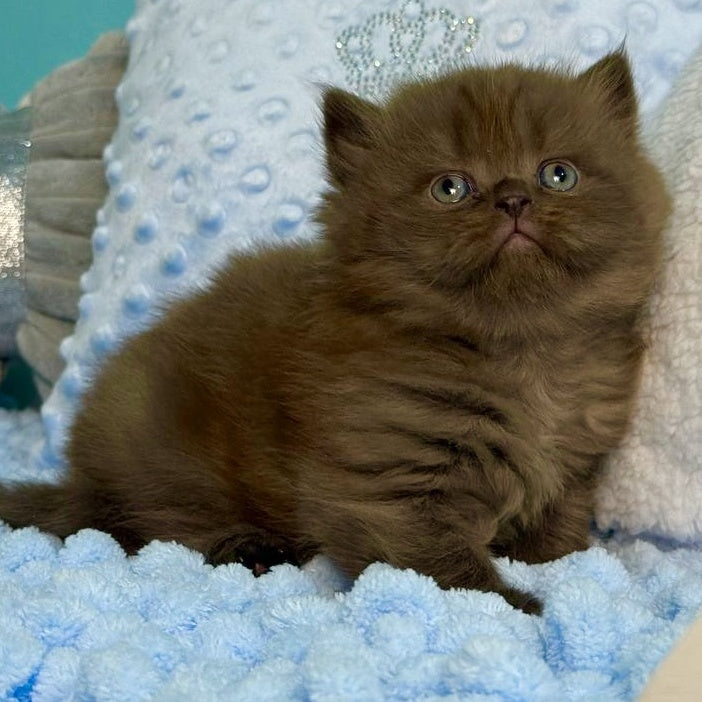 Eros Scottish Straight male, chocolate