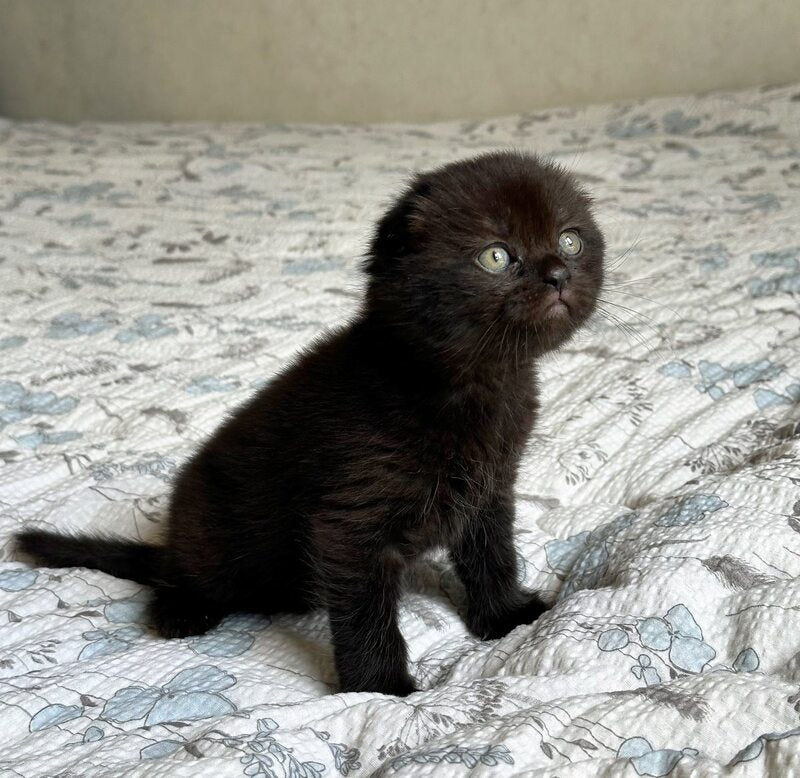 Nelson Scottish Fold male, black