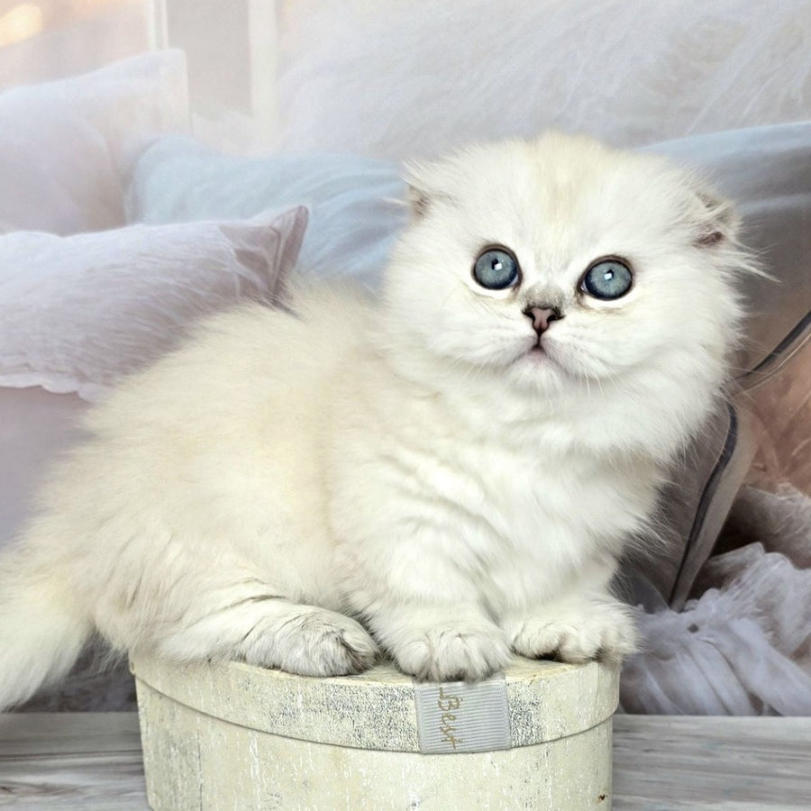 Sapphire Munchkin female, black silver shaded pointed