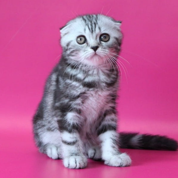 Sienna Scottish Fold female, black silver tabby