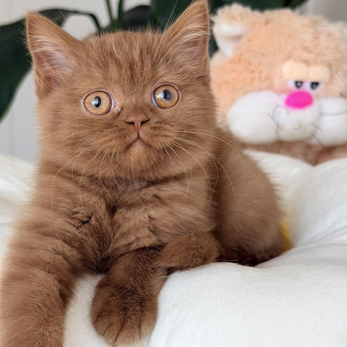 Shelbi British Shorthair female, cinnamon