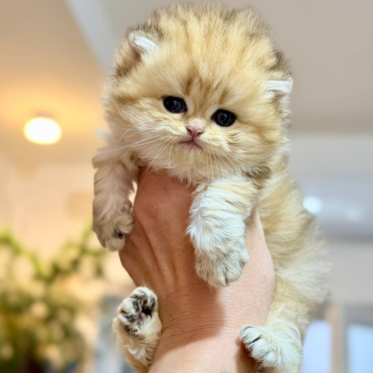 Nori Scottish Straight male, black golden tabby