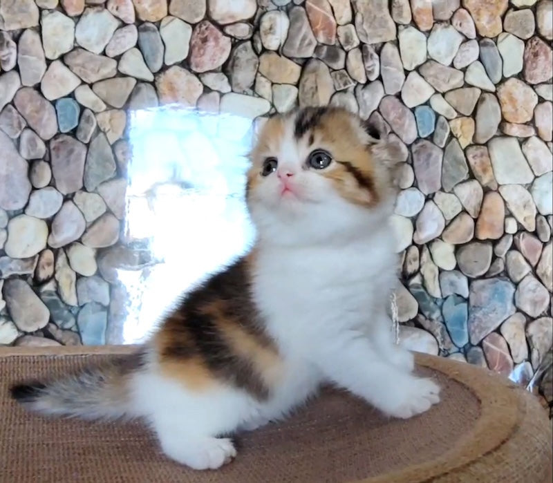 Regina Scottish Fold female black tortie ticked tabby bicolour - live animals