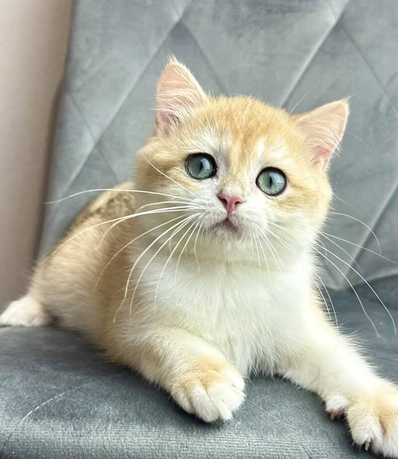Ike British Shorthair male black golden chinchilla - live animals