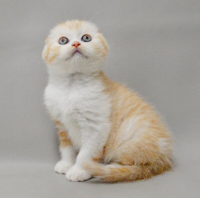 Vincent Scottish Fold male red silver spotted tabby bicolour - live animals