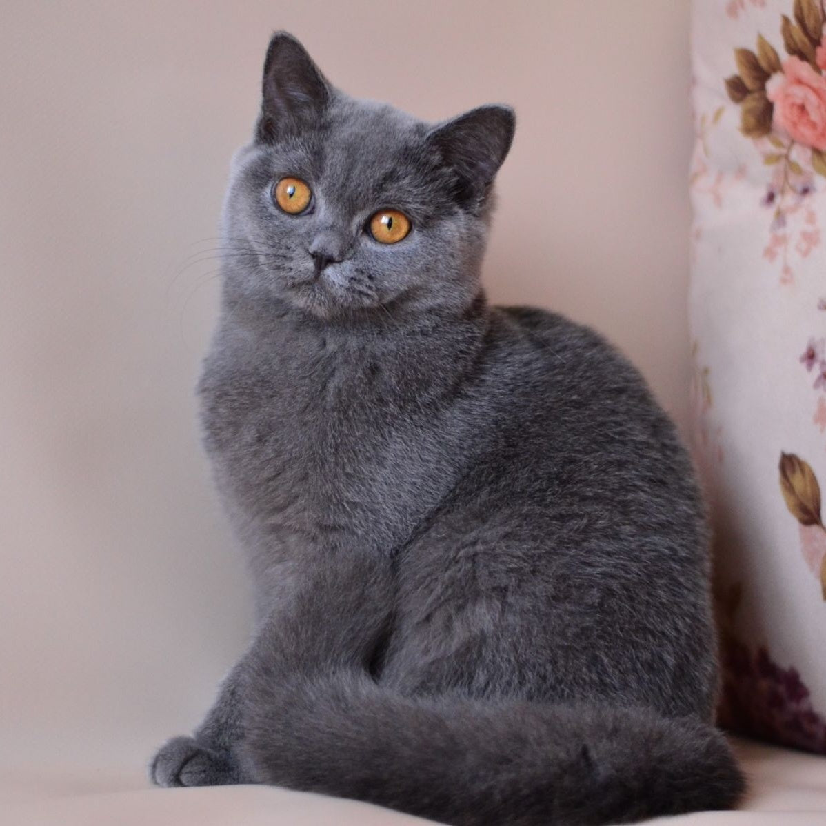 Emma British Shorthair female, blue