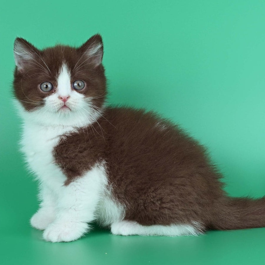 Jin British Shorthair male, chocolate bicolour