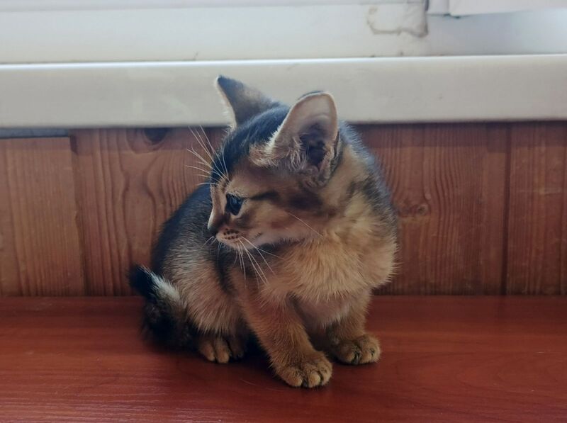 Grace Abyssinian female ruddy - live animals