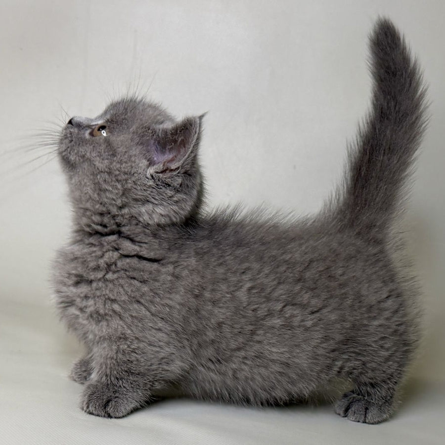 Obi Munchkin female, blue