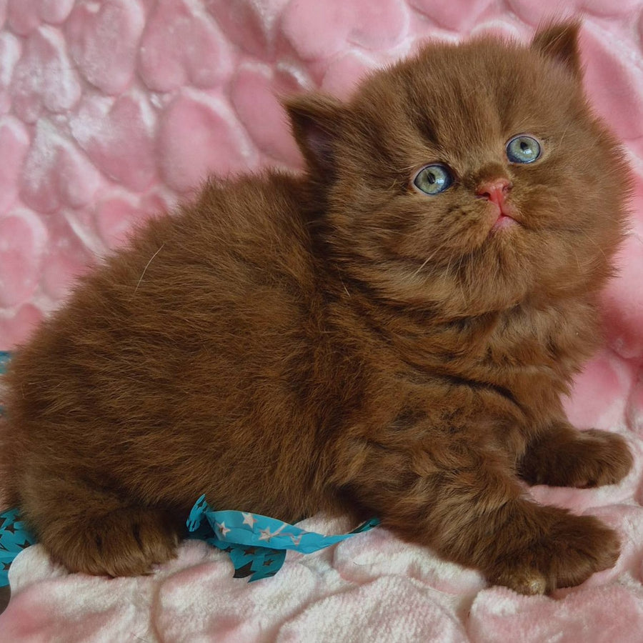 Gucci British Longhair male, cinnamon