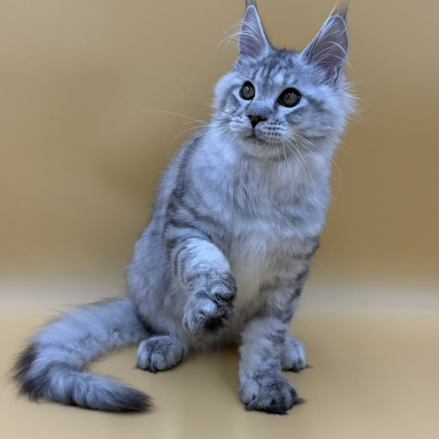 Marcel Maine Coon male, black silver spotted tabby