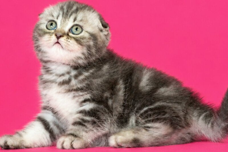 Tina Scottish Fold female, blue tabby