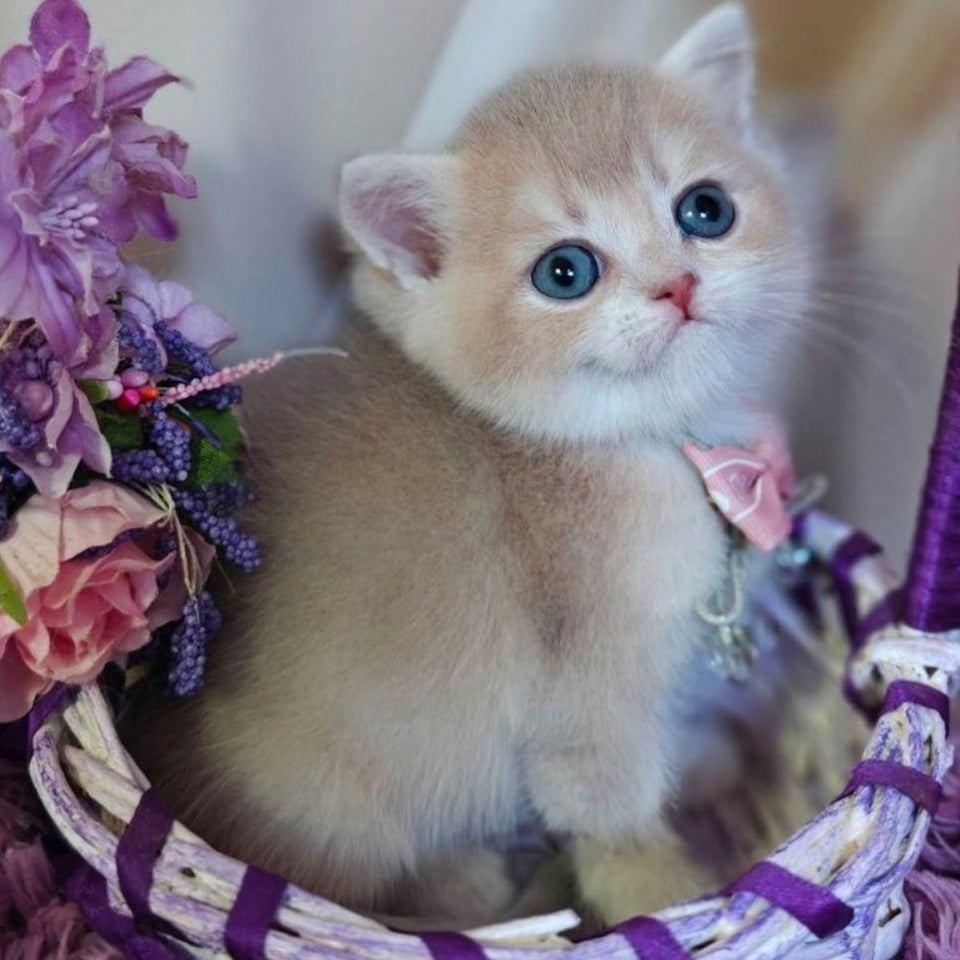 Yumi British Shorthair male, lilac golden shaded