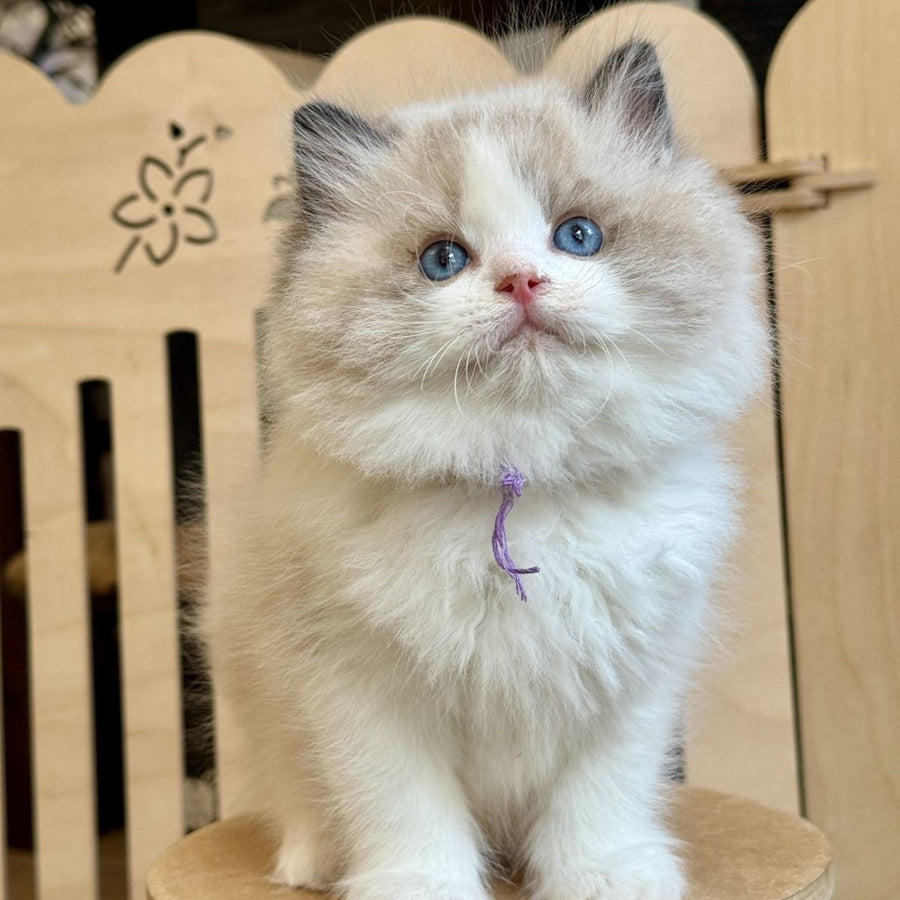 Moon Ragdoll male, black bicolour