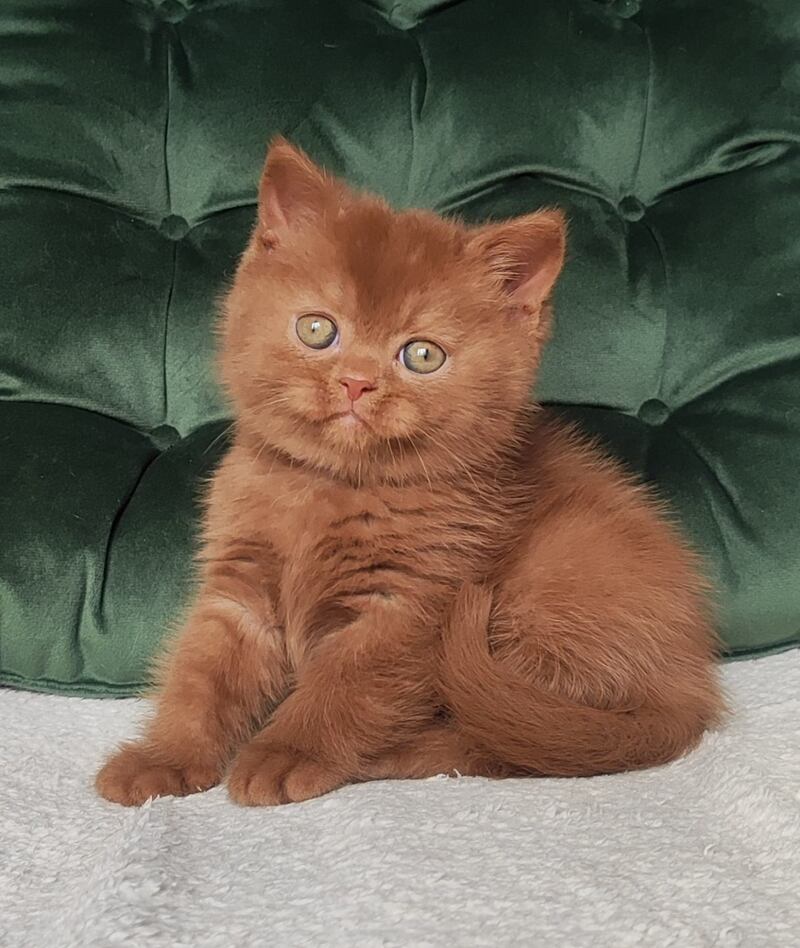 Umi British Shorthair male cinnamon - live animals