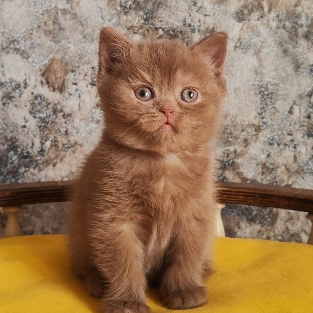 Betty British Shorthair female, cinnamon
