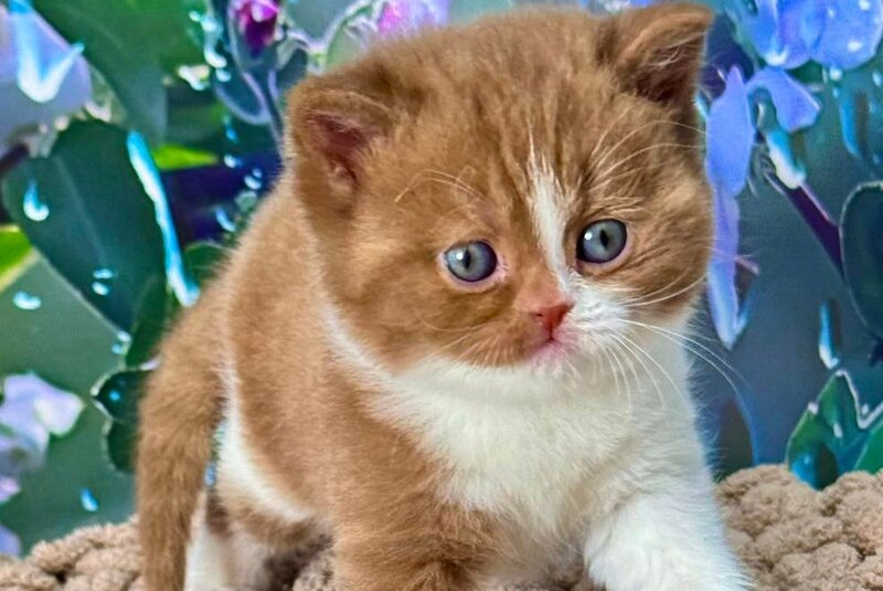 Gin British Shorthair male cinnamon bicolour - live animals