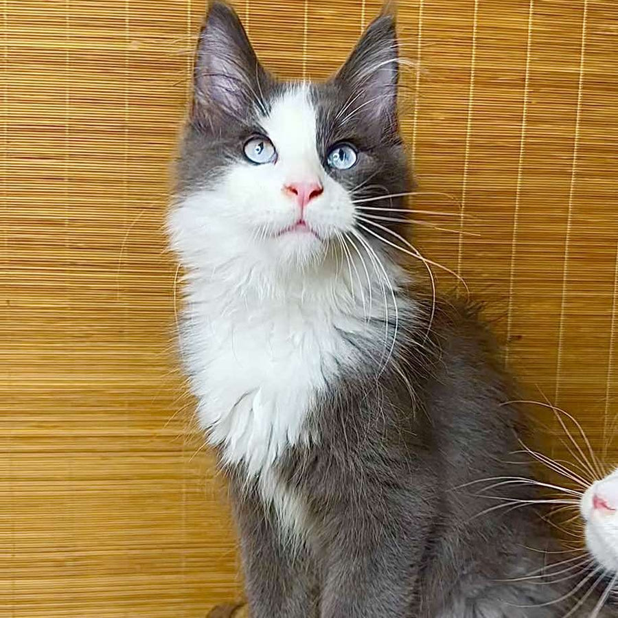 Lel Maine Coon male, blue bicolour