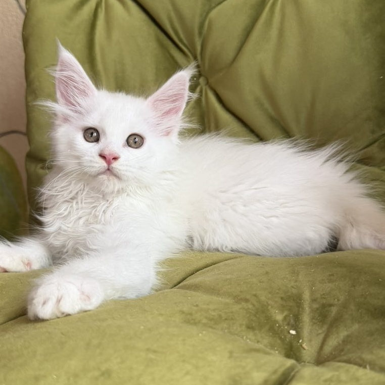 Vitus Maine Coon male, white