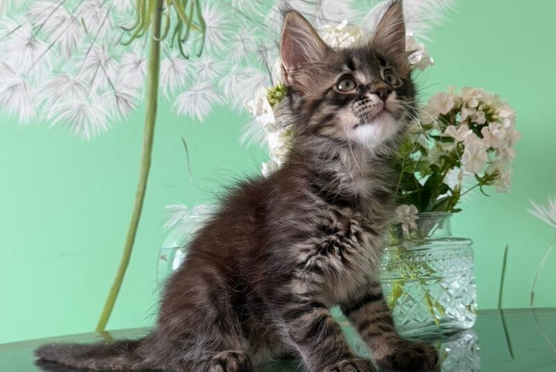 Tik-Tok Maine Coon male, black spotted tabby