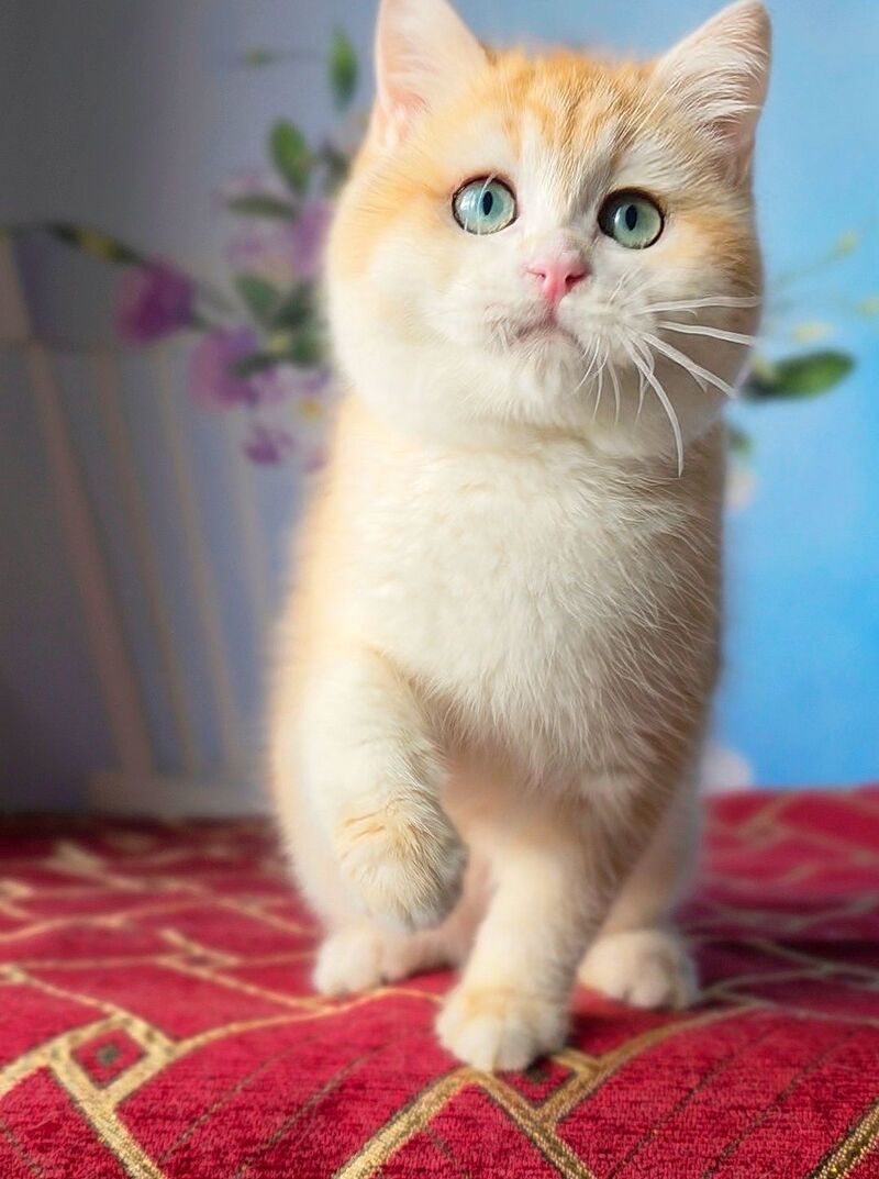 Baxter British Shorthair male black golden chinchilla - live animals