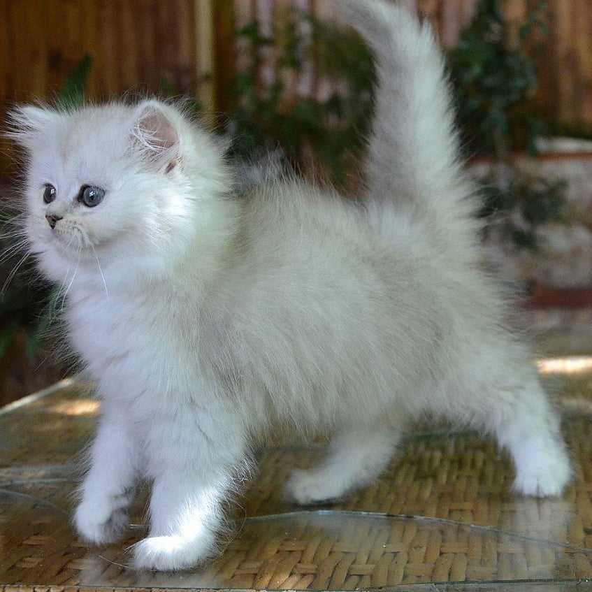 Periel British Longhair female, black silver shaded