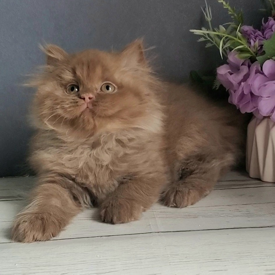 Fortuna British Longhair female, cinnamon