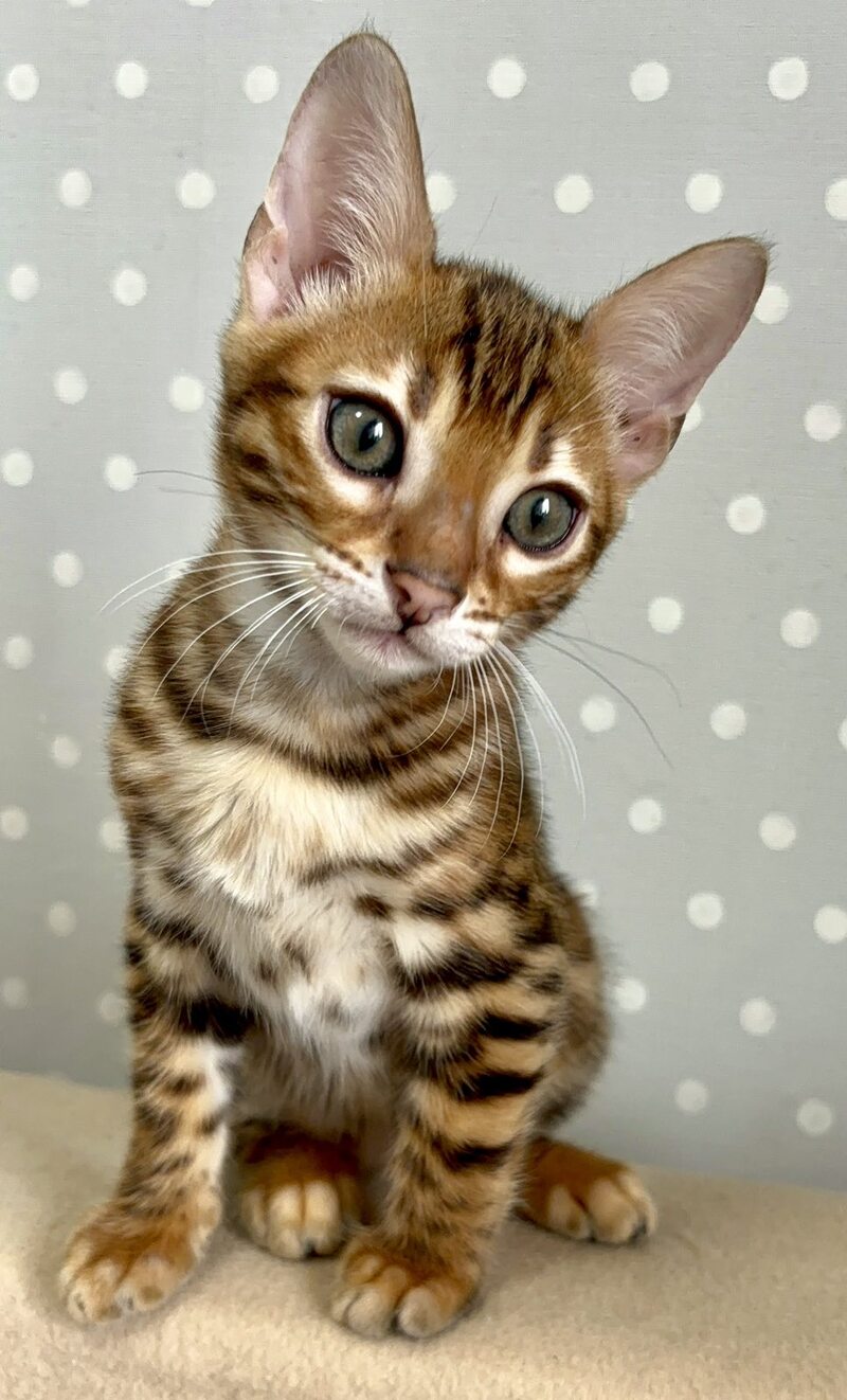 Tehyeon Bengal male black spotted tabby - live animals