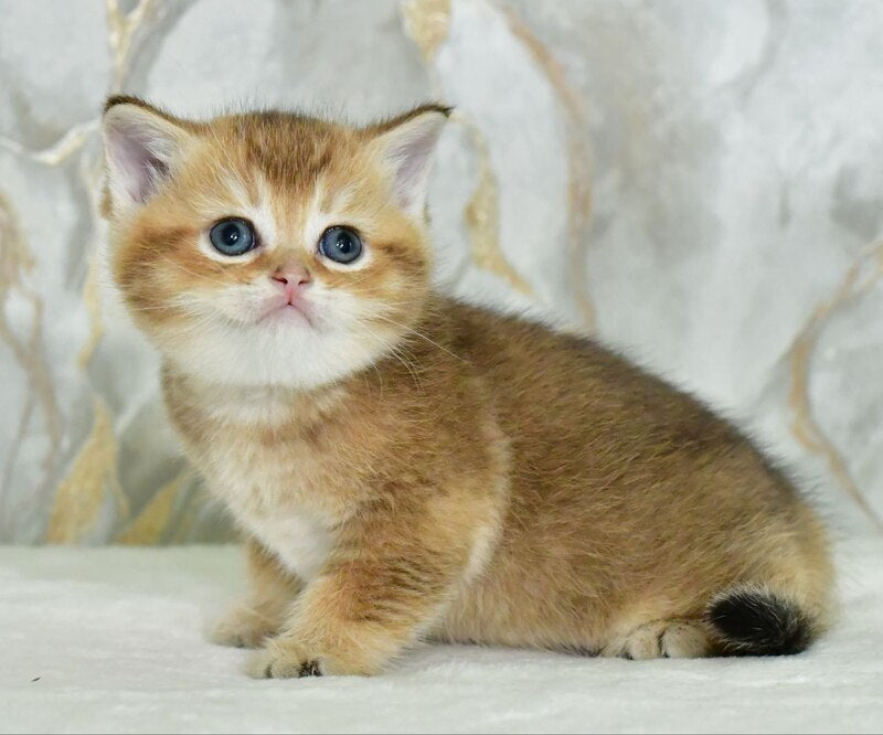 Irakli Scottish Straight male black golden ticked tabby live animals