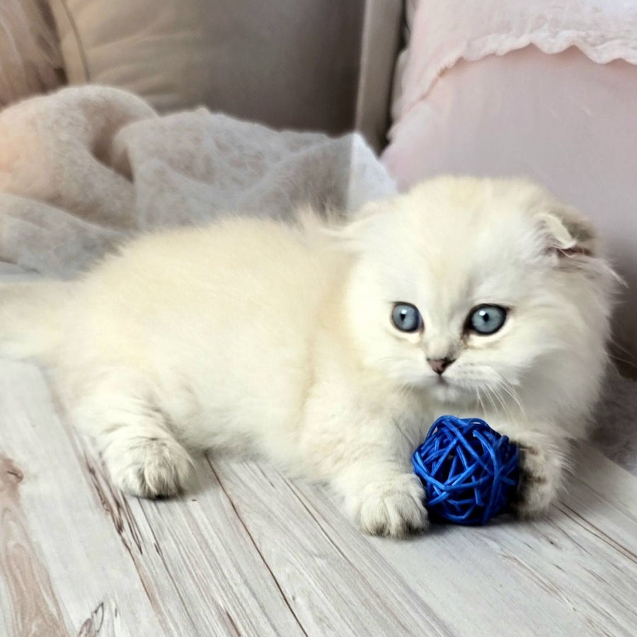 Sapphire Munchkin female, black silver shaded pointed