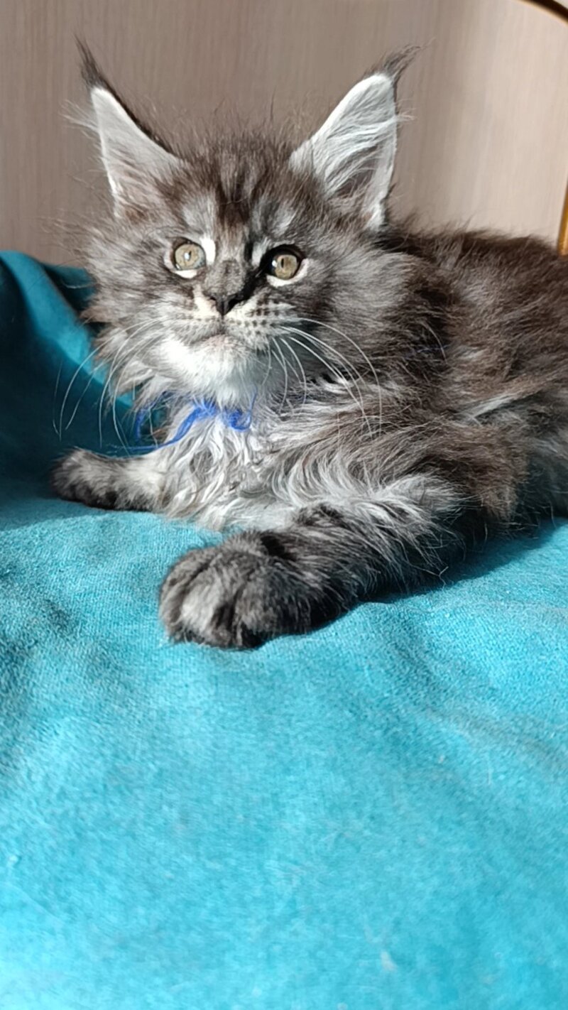 Nilson Maine Coon male black silver tabby live animals