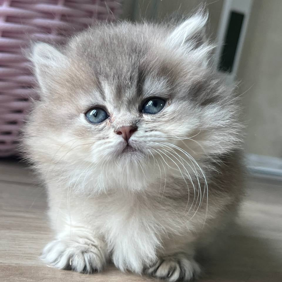 Patrisia Munchkin female, blue golden shaded