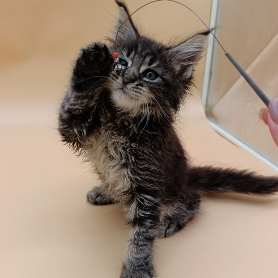 Orion Maine Coon male, black silver tabby