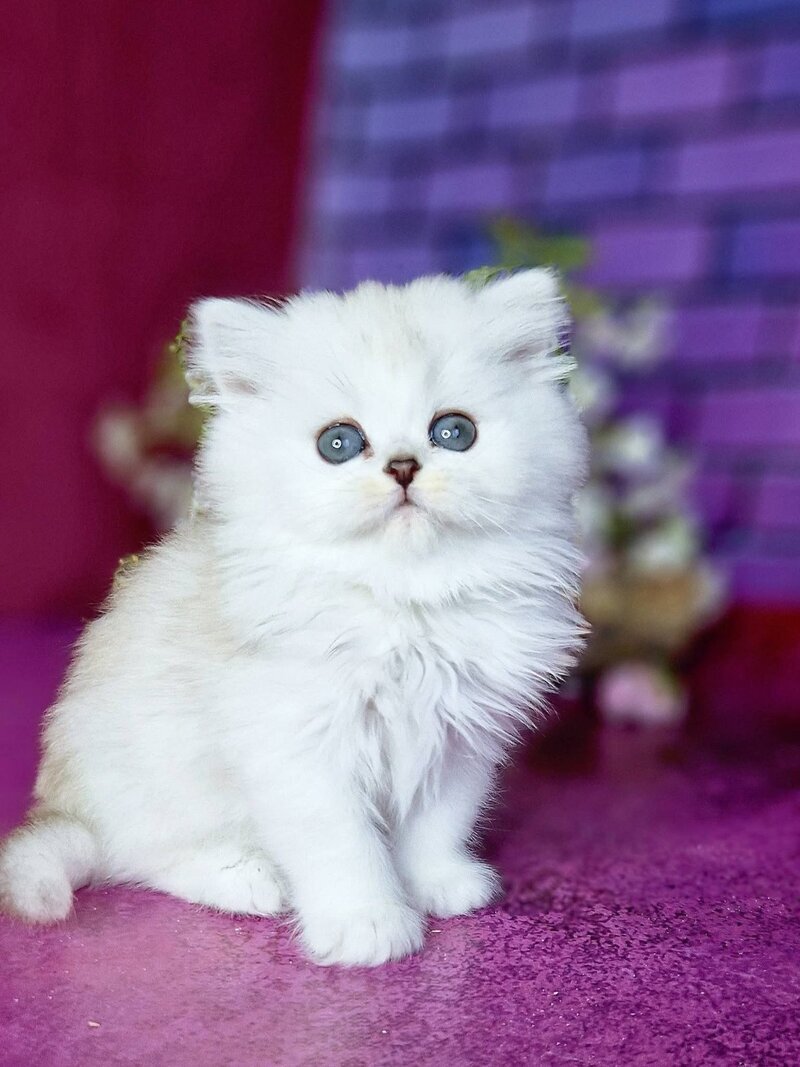 Nettie British Longhair female black silver shaded - live animals