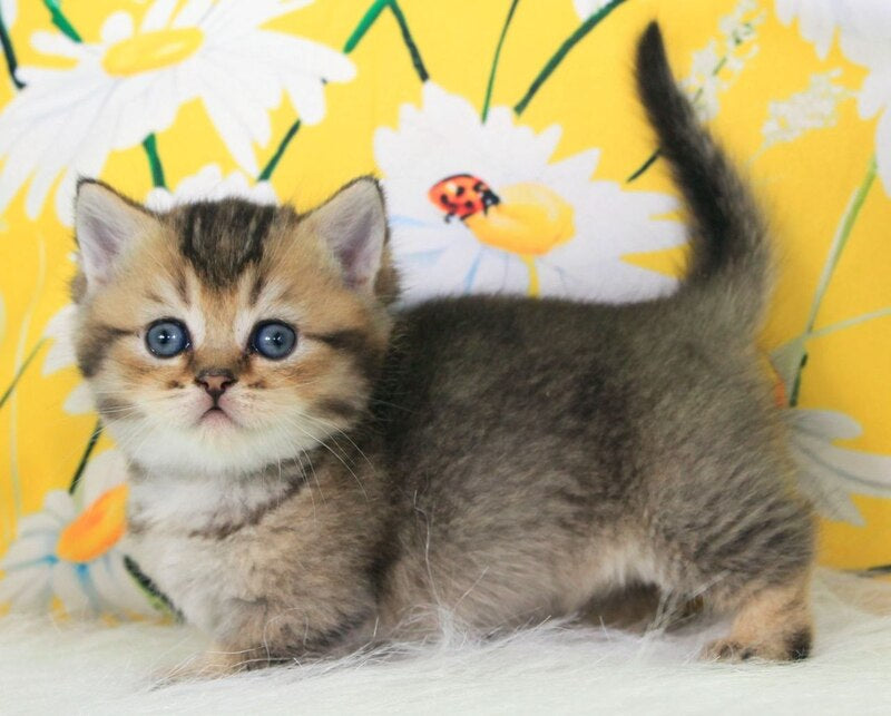 Tiffany Munchkin female, black ticked tabby