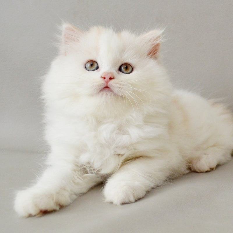 Wasilisa Scottish Straight female, red silver tabby van