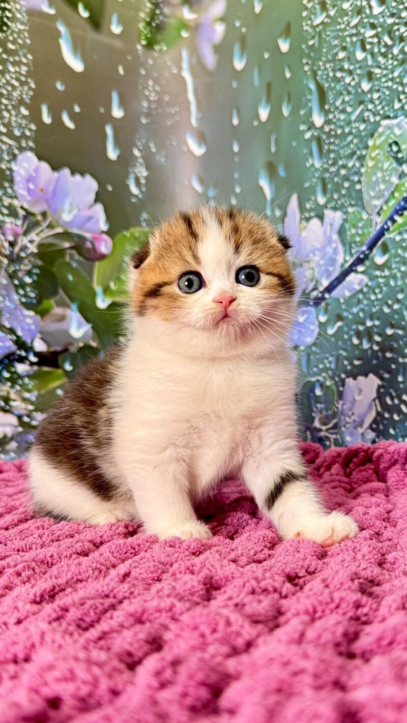 Fiona Scottish Fold female black tabby bicolour - live animals