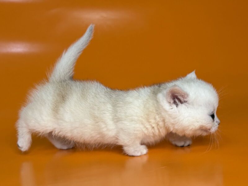 Zynar Munchkin male black silver shaded - live animals