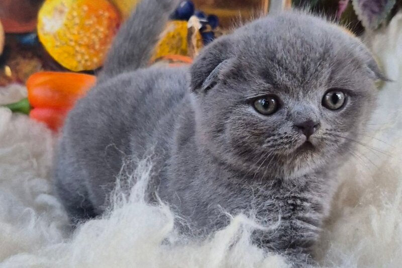 George Scottish Fold male, blue