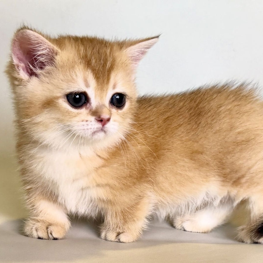 Qamra Munchkin female, black golden shaded