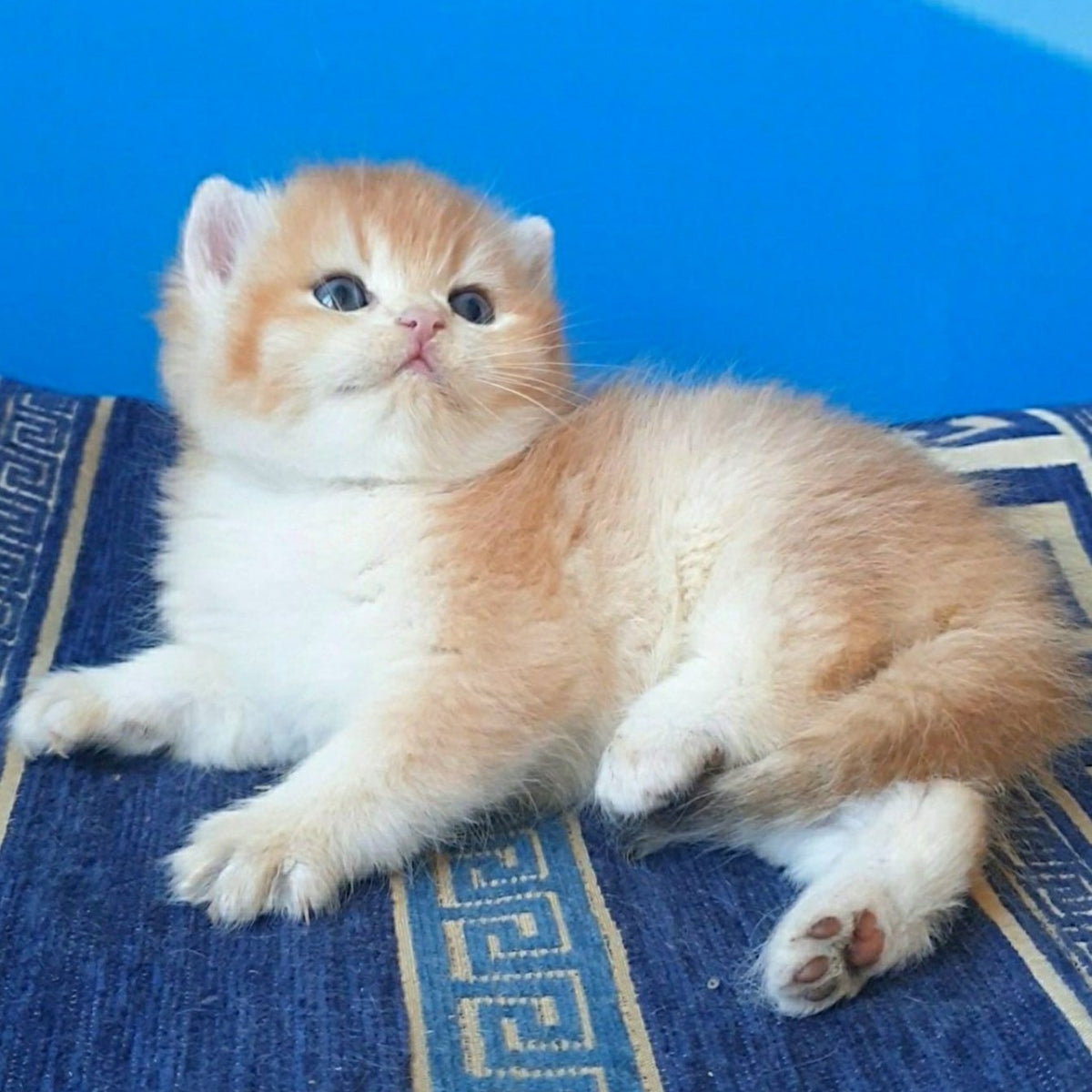 Teya British Shorthair female, chocolate golden chinchilla